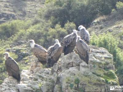 Río Duratón-Embalse de Burgomillodo;puerto de la fuenfria pico zapatero hayedo de ciñera parque natu